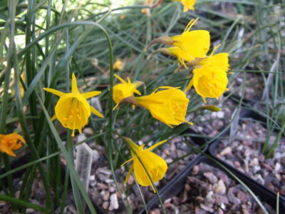 Narcissus cantabricus v foliosus