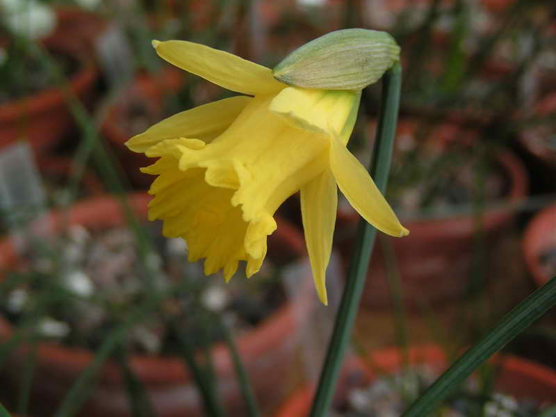 Narcissus 'Cedric Morris'
