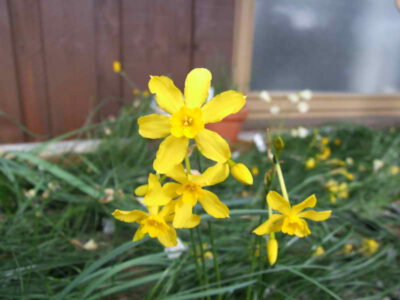 Narcissus cordubensis