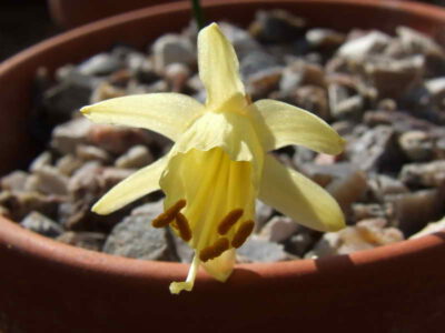 Narcissus hedraeanthus col cazorla