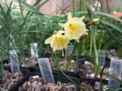 Narcissus hedraeanthus ssp luteolensis