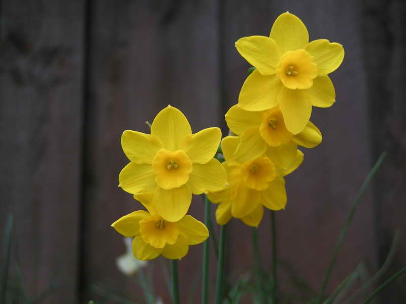 Narcissus jonquilla v. minor