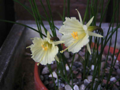 Narcissus romieuxii v mesatlanticus