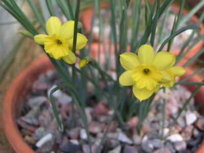 Narcissus rupicola small form