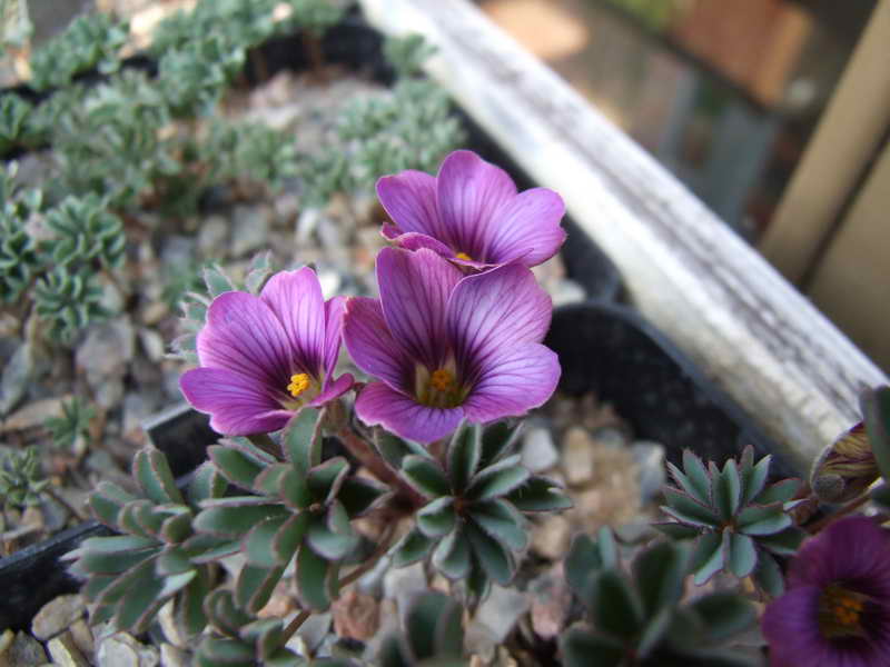 Oxalis laciniata v pubescens kila 28