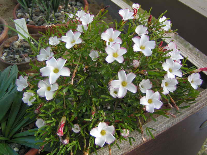 Oxalis versicolor