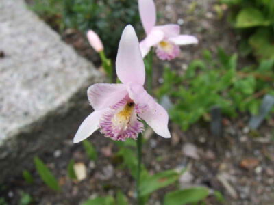 Pogonia japonica