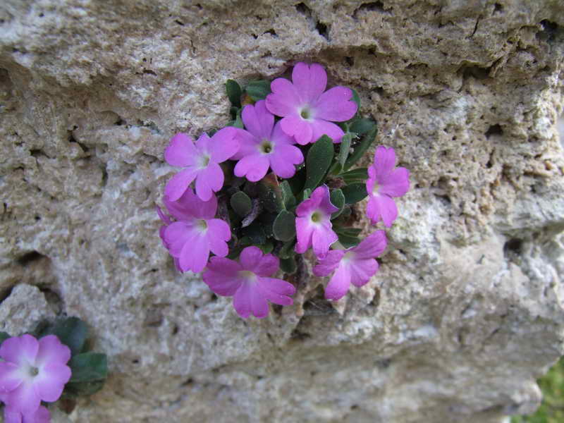 Primula allionii