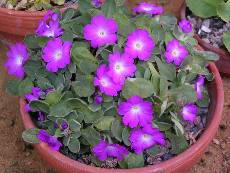 Primula allionii 'Mary Berry'