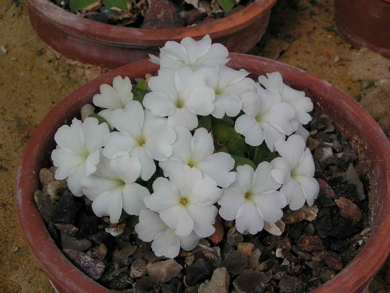 Primula allionii 'Nymph'