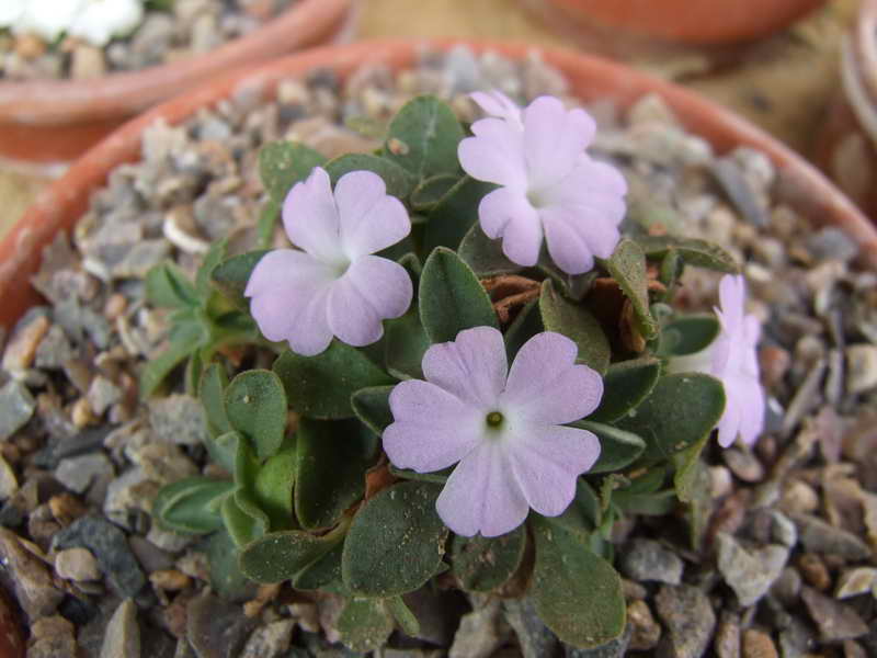 Primula allionii 'Tranquility'