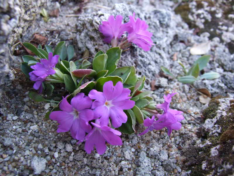 Primula glaucescens x tyrolensis