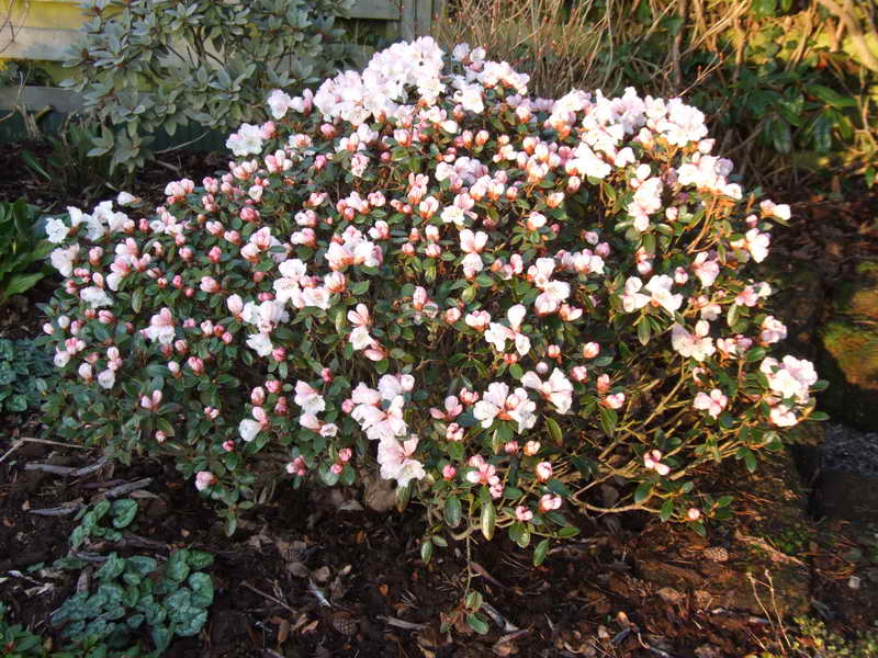 Rhododendron tsariense