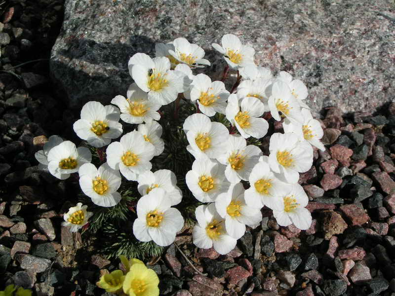 Saxifraga burseriana