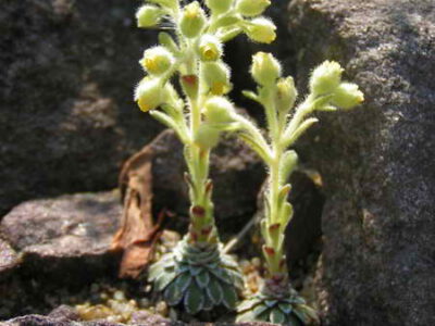 Saxifraga corymbosa