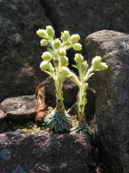 Saxifraga corymbosa