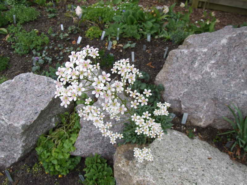 Saxifraga cotyledon 'Pyramidalis'