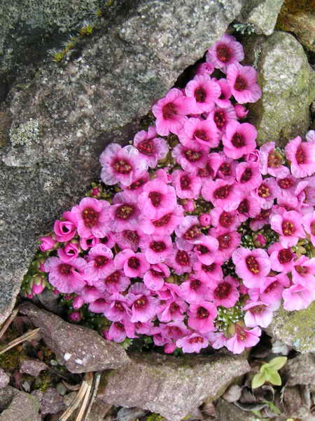 Saxifraga 'Coventry Tears'