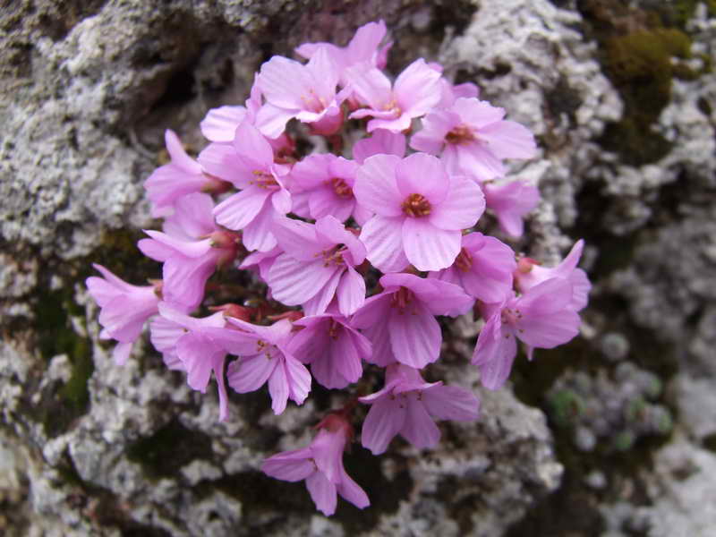 Saxifraga dinnikii