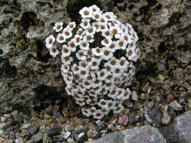 Saxifraga georgei