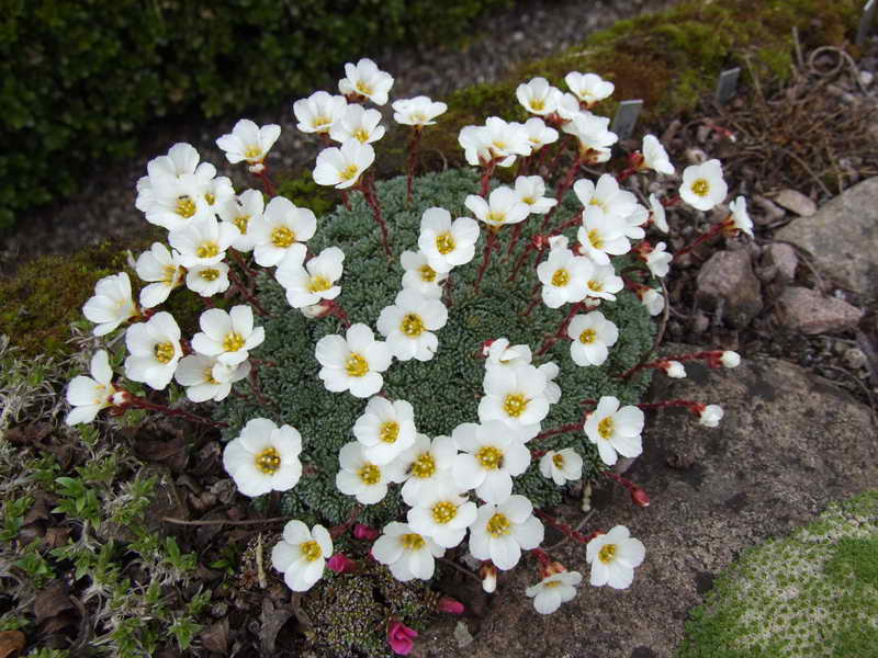 Saxifraga iranica