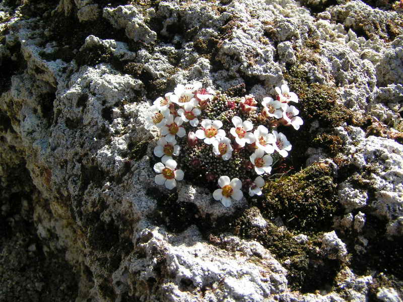 Saxifraga 'Myriad'