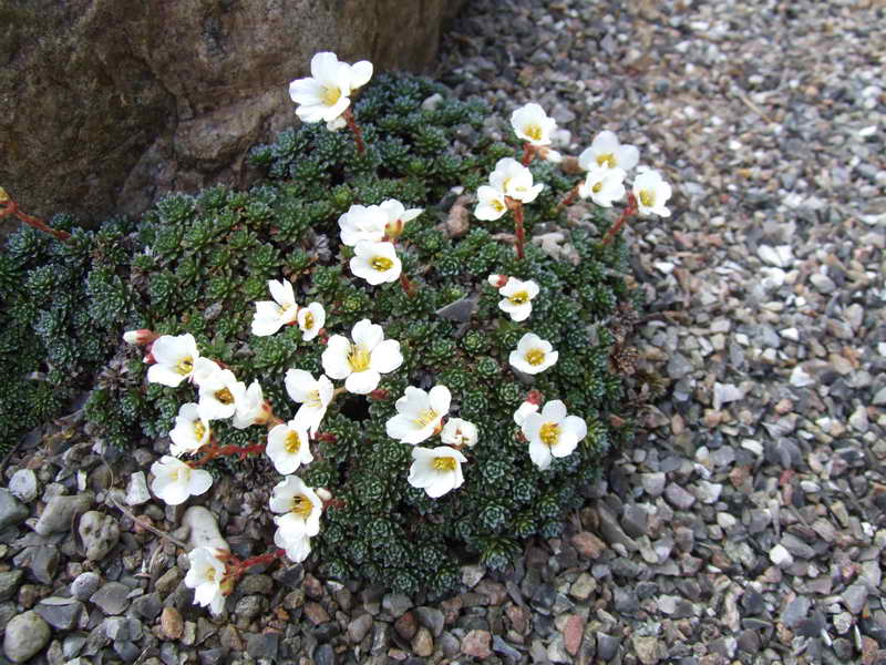 Saxifraga 'Obristii'