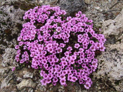 Saxifraga oppositifolia Le Bourg d'Oisans