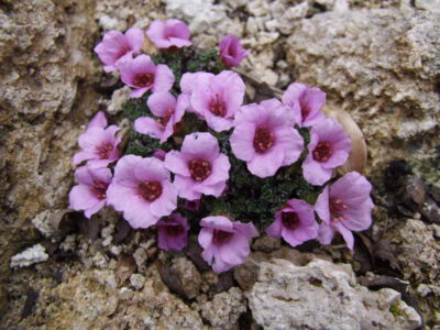 Saxifraga oppositifolia