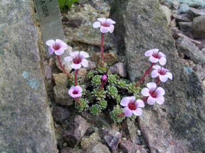 Saxifraga rhodopea