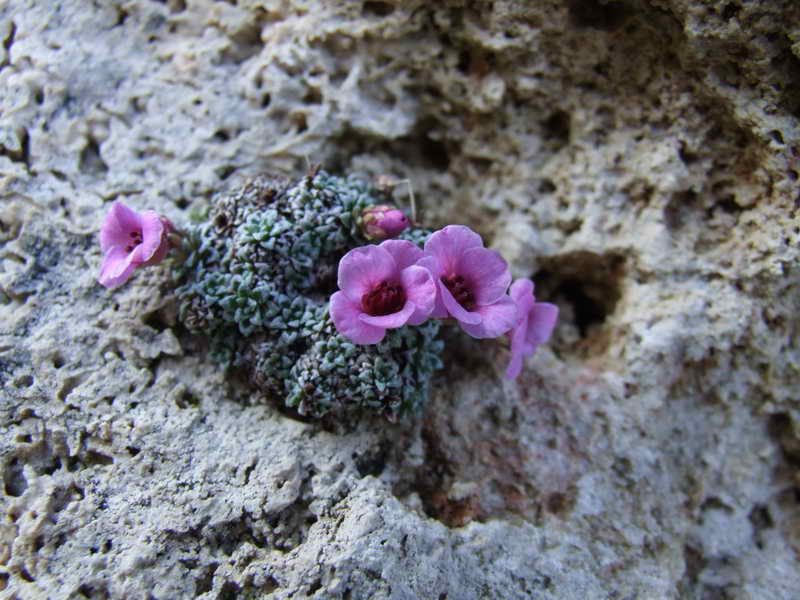 Saxifraga 'Roklan'