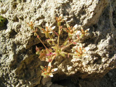 Saxifraga sp Napa Hai