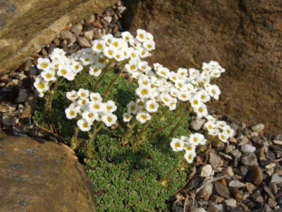 Saxifraga spruneri