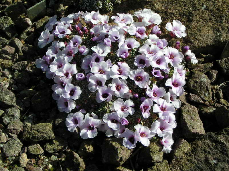 Saxifraga 'Troje Vira'