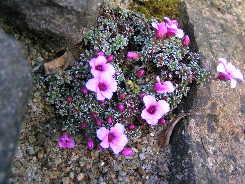 Saxifraga 'Tvuj Den'