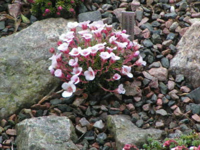 Saxifraga uniformis