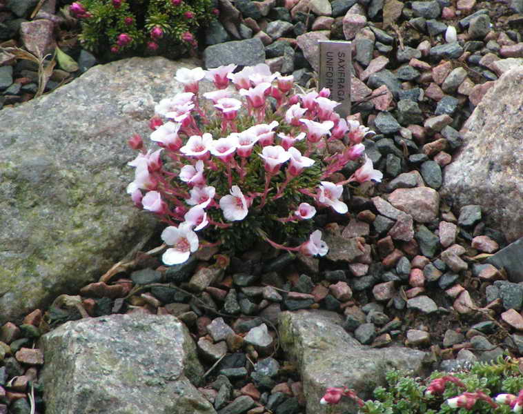 Saxifraga uniformis