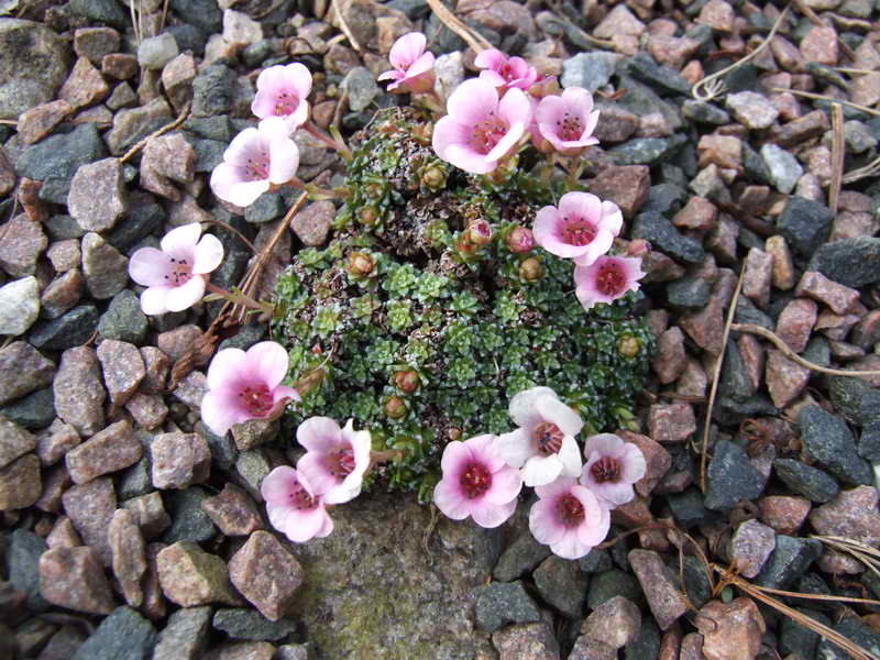 Saxifraga 'Valeri Keevil'