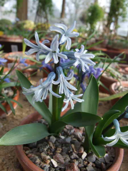 Scilla orientalis chinophillus