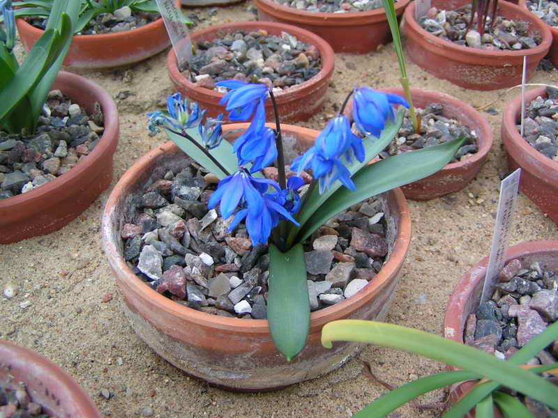 Scilla sibirica ssp caucasica