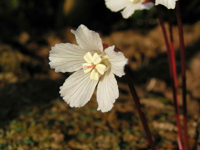 Shortia galacifolia