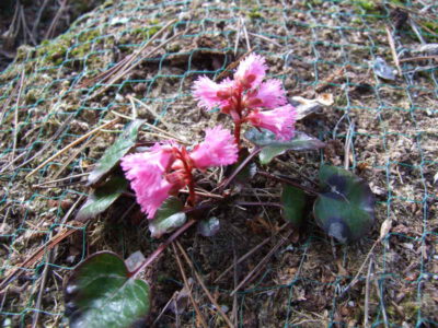 Shortia soldanelloides v alpina