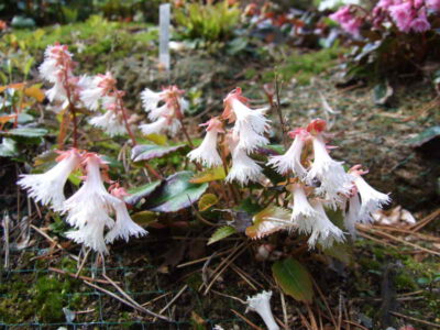 Shortia soldanelloides v ilicifolia