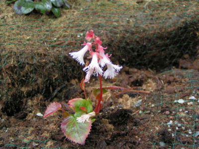 Shortia soldanelloides v alpina alba