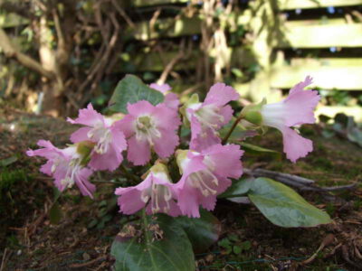 Shortia uniflora roseum