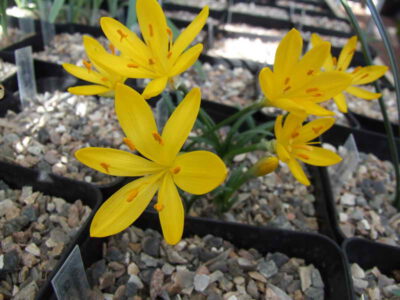 Sternbergia sicula #2 Young
