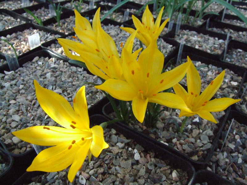 Sternbergia sicula