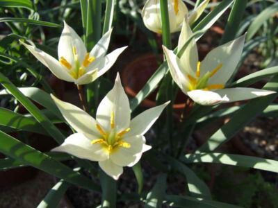 Tulipa primulina