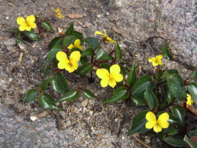 Viola brevistipulata v hidakana