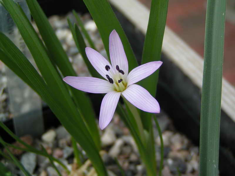 Colchicum psaridis KP 415